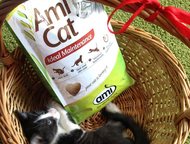           2  .    ()  Ami Cat,   ,  -  