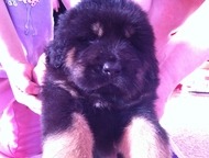 Барнаул: продаю щенков тибетского мастифа тибетский мастиф собаки независимые и умные. с достаточно мягким, общительным, терпеливым и лояльным характером. Мног