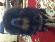Барнаул: продаю щенков тибетского мастифа тибетский мастиф собаки независимые и умные. с достаточно мягким, общительным, терпеливым и лояльным характером. Мног