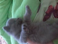 продаются котята британцы Продаются прямоухие котята британцы им месяц и пять дней. красивые и здоровые. к лотку приучены. есть мальчики и девочки, Челябинск - Продажа кошек и котят