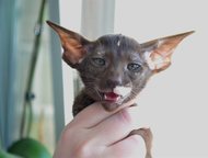 :          - .   (female, chocolate tortie)  f: LV*Avilordes Nath
