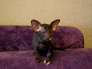 :          - .   (female, chocolate tortie)  f: LV*Avilordes Nath