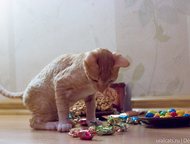 :      Decoute    Cookie & Cake Decoute. . . 03. 02. 2015, : G. I. Ch. Keyra Ink