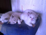 :   Ragdoll -     ,    -,    1, 5 .       ,   