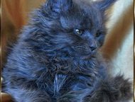:   ,          Maine-Coon. : , ,    