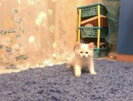 :    ,  ,    ,  ,  ,  /,   , , 