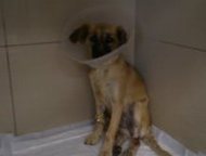 Копейск: Умная и преданная собака Бусинка ждет своего хозяина Подобрала собаку 03. 08. 15 (видимо сбила машина) переломов не было, но были страшные рваные раны