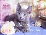 :       Sheer love//C     .     WCF, Inter Champion FIFE Rusblue