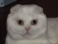 Краснодар: Вязка Молодой вислоухий шотландец (1, 5 года) приглашает ПРЯМОУХИХ кошечек своей породы на вязку.   Кот имеет ветеринарный паспорт со всеми необходимы