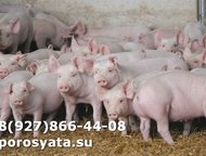 �����-7 (��������-20): �������� �� ������� �������� � ����� ����. ������ ������� �����+�������. ��� �� 5-6 ��. ( ��������������, ������ ����������, ��� ��������) ��� �������