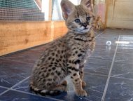 : Serval   F1          Serval   F1     .    