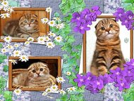 :     Cats Style      ,  ()   