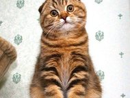 :     Cats Style      ,  ()   