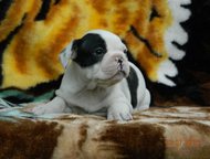 :        -  .  17. 05. 15.  - Zecudas Busher Pljus Bugatti (  , 