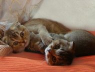 :            Scottish Fold & Scottish Straight,   