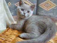 :            Scottish Fold & Scottish Straight,   