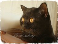 :            Scottish Fold & Scottish Straight,   