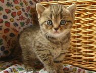 :            Scottish Fold & Scottish Straight,   