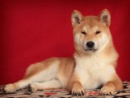 :  - (-) 14  2015      makani hauoli shiba (. )  sakurahime go taishi izumoyado (. 