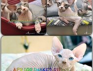 :        AprioriNaked   -  ,    