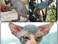 :        AprioriNaked   -  ,    