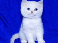             
   gregori al gato 
 ,  -    