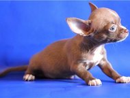           
   22  2015 
  - Vita-Chihua Fren,  -  ,  