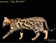 :      Big Marshal  . 
   -     . 
 , 