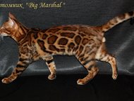      Big Marshal  . 
   -     . 
 , ,  -    