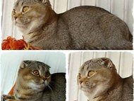 :          -   ( Scottish Fold & Scottish Straight)