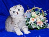           gregori al gato       ,  -    