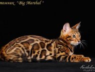 :      Big Marshal  . 
   -     ! 
 , 