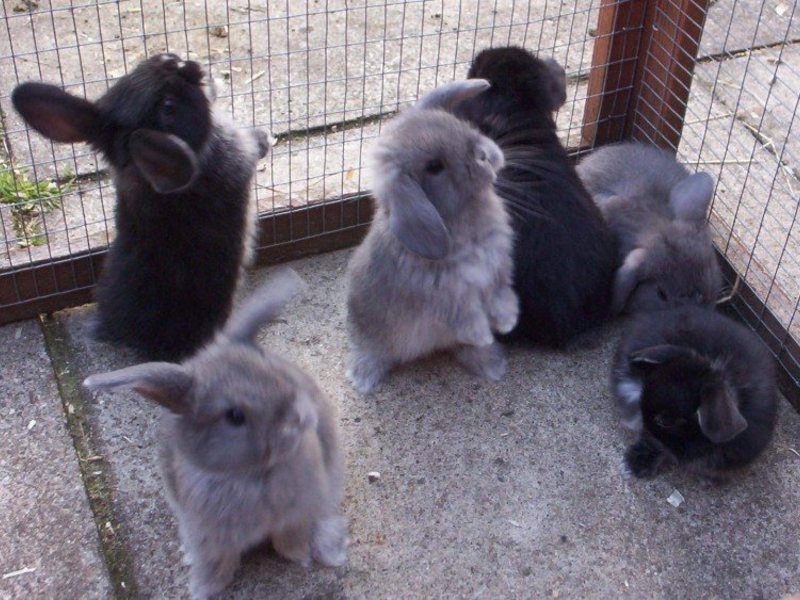 Где Можно Купить Домашних Кроликов