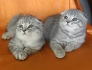 Санкт-Петербург: Элитные шотландские вислоухие котята Роскошные вислоухие мальчик и девочка 2. 5 месяца голубой споттед на серебре контактные чистоплотные смышленые. Х