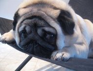    4,5    ,  , , ,  -     ,  , - -  ,  