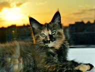      Adamand-Coon       .     19 .  , - -    