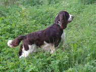 -:    english springer spaniel -   ,  Foxberryhills dark chocolate RKF 3706157  2690  ! 