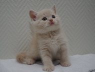 -:  ,      Sozvezdie eleni    ! 
      