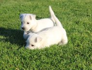 -:   West highland white terrier    West highland white terrier  .  . 