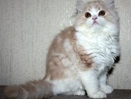 Санкт-Петербург: Элитные шотландские котята Питомник системы WCF Р. Ф. предлагает котят шотландской полу длинношерстной группы хайленд страйт, котята американского т