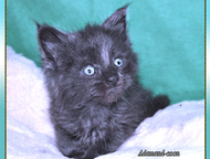 :        adamand-coon       . 
    , 