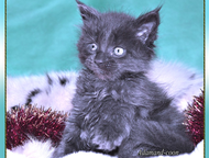 :        adamand-coon       . 
    , 