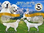     /FCI    17. 08. 2015  .     :Al Fred Di Min Resh   (Lunnaya Melodiya Zhela,  -  ,  