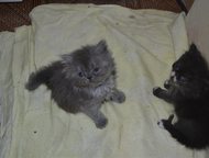      ,  ,   , .,  -    