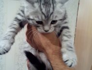 :  ,  -,    ,  -,   - Scottish Fold (),     , 