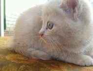    ,   ,   2- ,     .,  -    