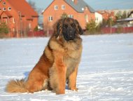 леонбергеры от титулованных родителей Продаются щенки леонбергера от титулованных родителей. Подробнее о папе - на сайте Амулет успеха. Мама чемпион, Воронеж - Продажа собак,  щенков