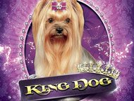  King dog   -    . 
 , ,  ,  ,    ,  -     
