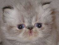 :     ( -) .    --.  , , , 