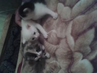         (1, 5 . )  .    -  .,  -    